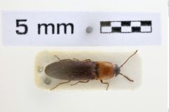 Foto (Dorsalansicht) von Ctenoplus siamensis (NHMW-ZOO-COL-0007311)